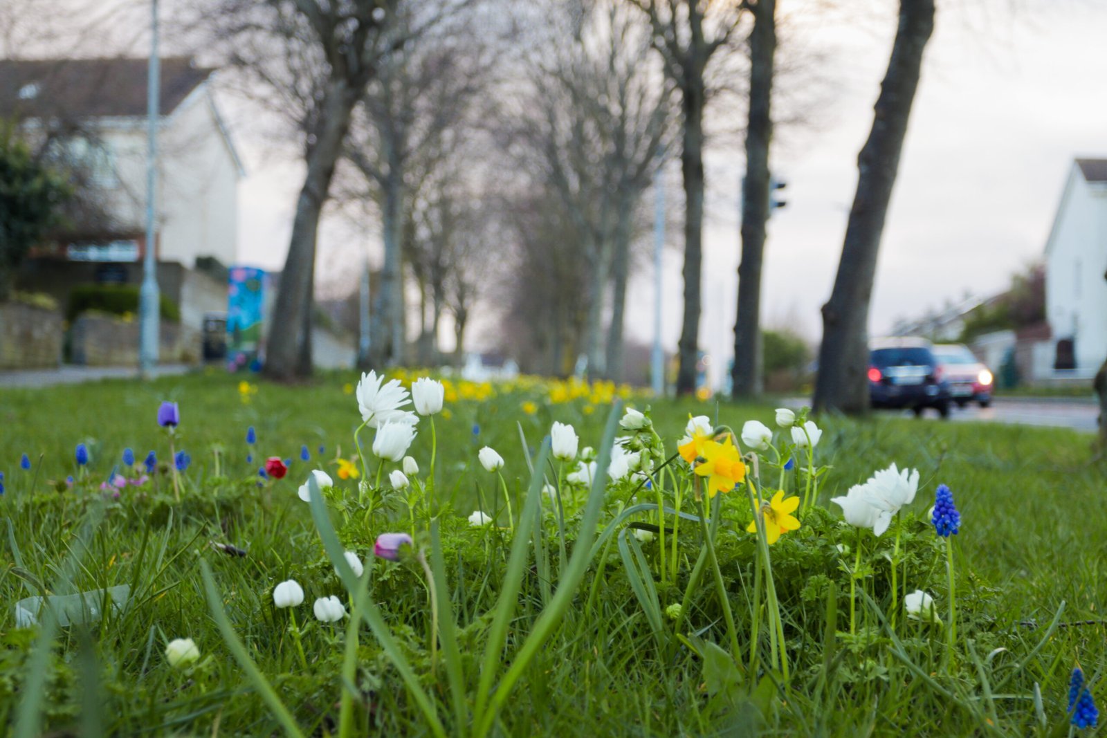 wildflowers growing on verge of busy road